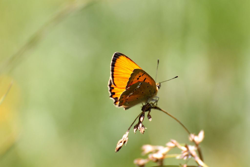 Lycaena virgaureae maschio